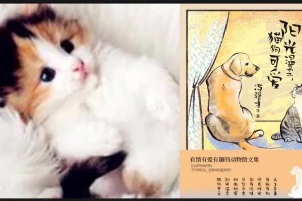 梦到很多猫是什么征兆 女性