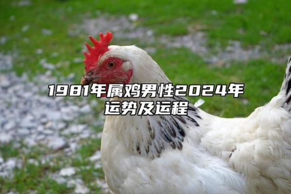 2024年属鸡人结婚黄道吉日精选一览,属鸡2024年适合生孩子吗