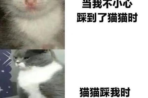 做梦梦到被猫咬了寓意是什么