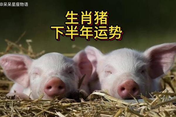 2025年4月份属猪的人动土吉日精选_属猪的2025年多大