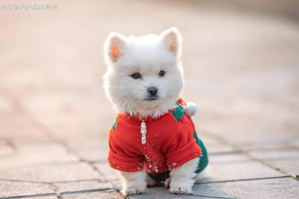 黄道吉日2020年7月生肖狗开业吉日查询_2021年属狗那天开业好