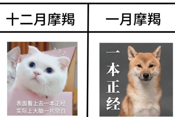 2025年摩羯座12月份适合动土的择吉日_摩羯2020年12月份运势如何