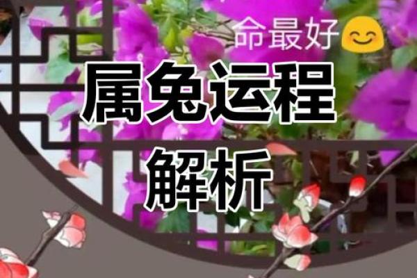 1975年属兔2023年十一月运程解析2023年11月运势指