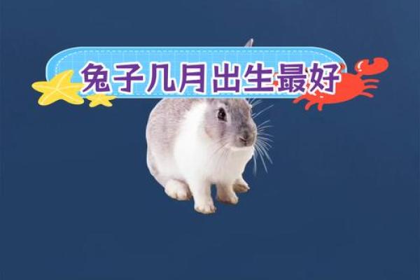 19999年属兔的婚姻和财运怎样_19999年十一月属兔婚姻财运解析19999年11月运势指南
