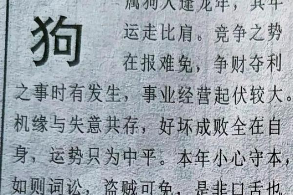 40虚岁属什么生肖2024年属相解析与运势预测