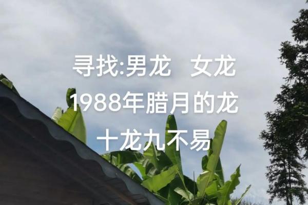 1988年属龙的2025年运势和财运怎么样 1988年属龙人2024年运势