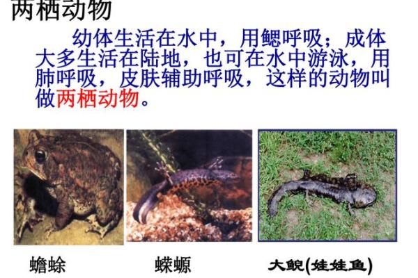 两栖动物的定义及其生态特征解析