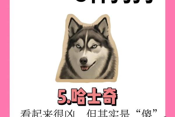 狗的最大克星揭秘第一名竟不是猫