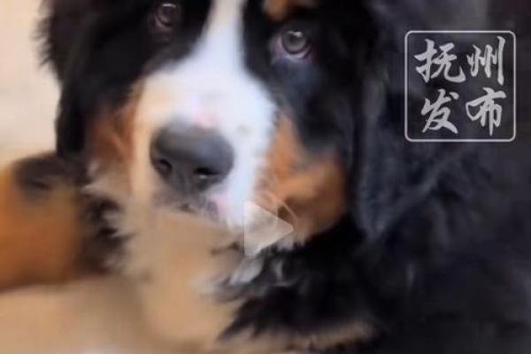 狗的最大克星揭秘第一名竟不是猫